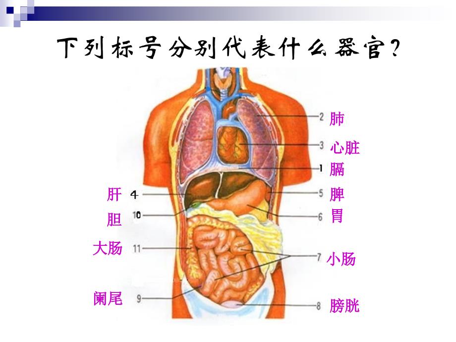 器官之间的联系_第1页