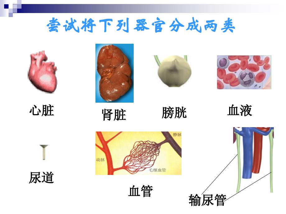 器官之间的联系_第3页