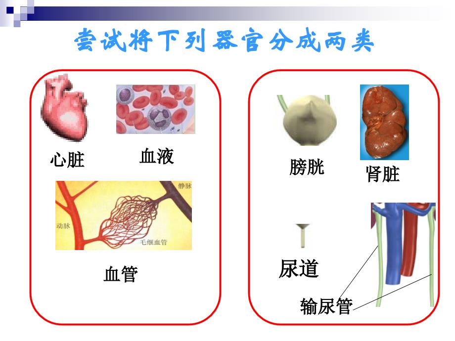 器官之间的联系_第4页