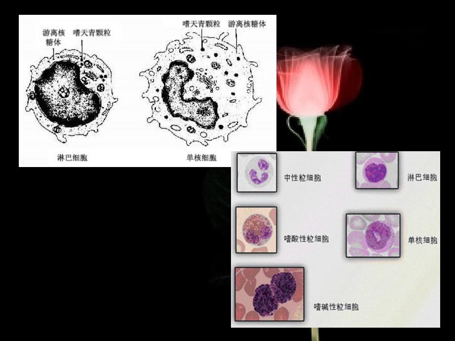 北京丰台人和中医医院血液科讲解白细胞_第4页