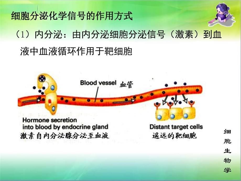 肿瘤学ppt课件_第5页