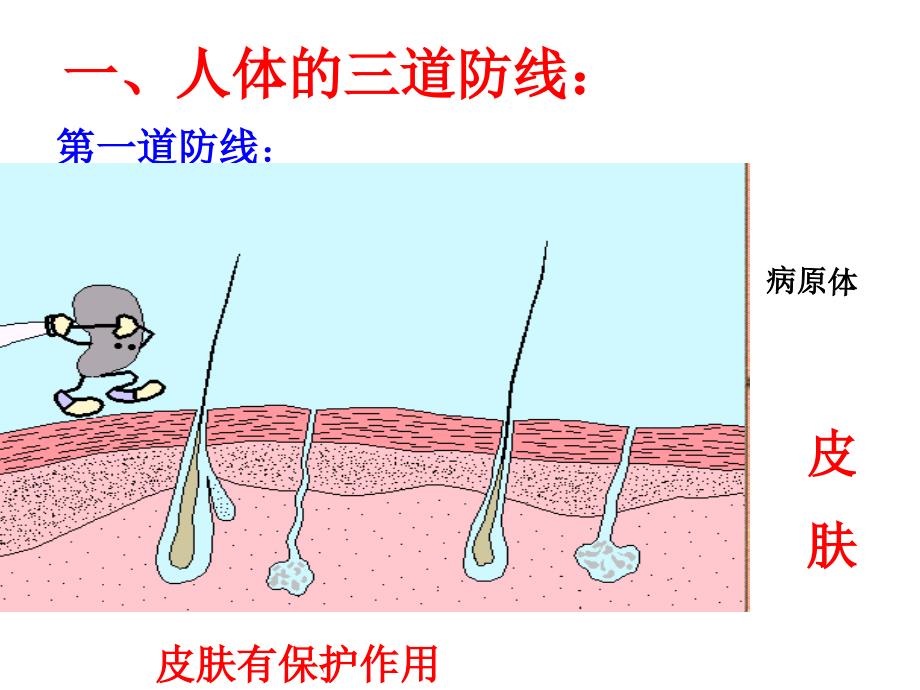 人体的免疫功能 课件_第4页