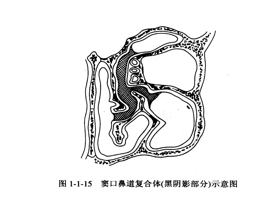 人“窦口鼻道复合体”的临床应用解剖学研究与进展_第4页