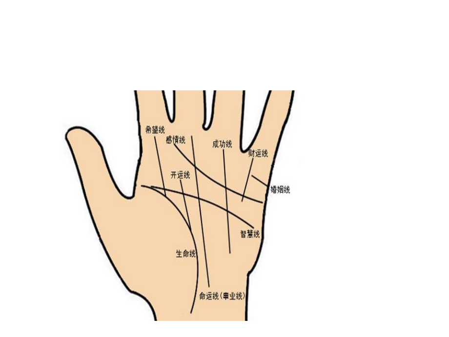 掌纹学 ppt课件_第4页