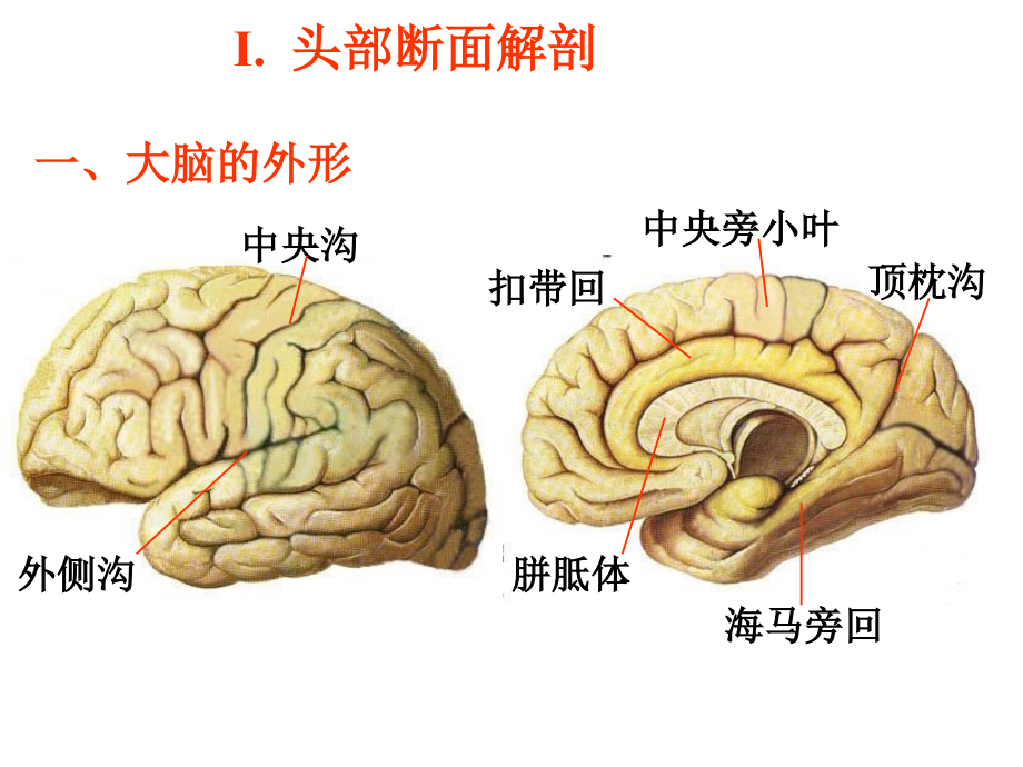 断面解剖_第2页