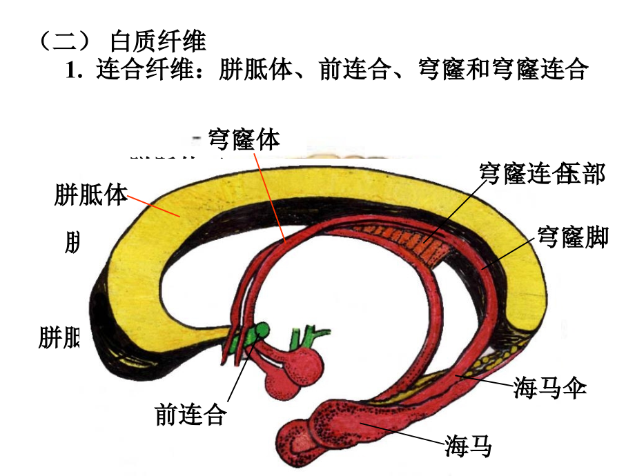 断面解剖_第4页