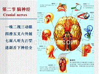 脑神经ppt课件_2