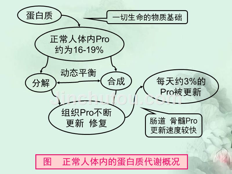 养生之道健康指南营养基础学蛋白质ppt课件_第3页