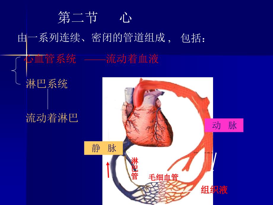 心血管系（1）ppt课件_第2页