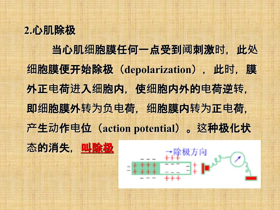 正常心电图概论班ppt课件_第4页