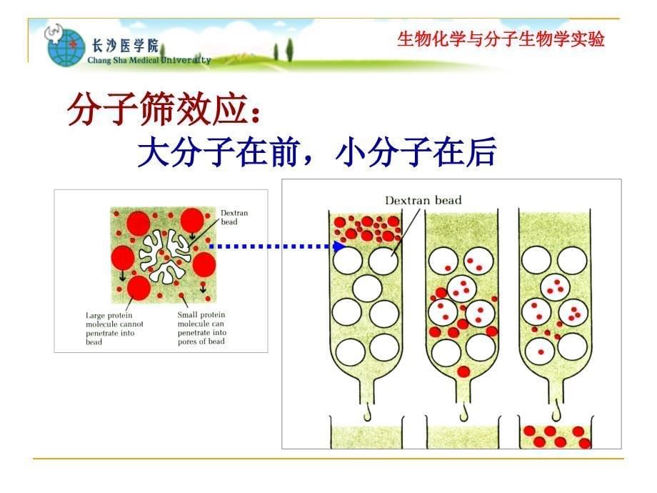 实验八凝胶过滤分离高铁血红蛋白与高铁氰化钾_第5页