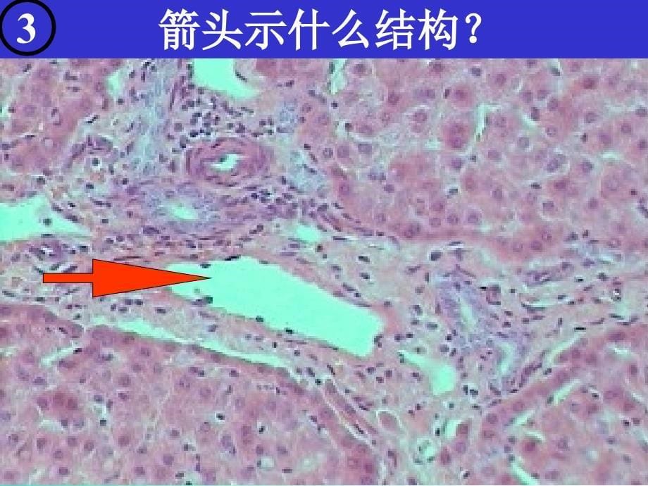 消化腺89468ppt课件_第5页