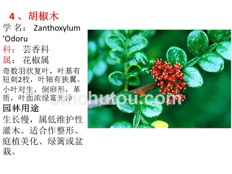 常见南方植物_第4页