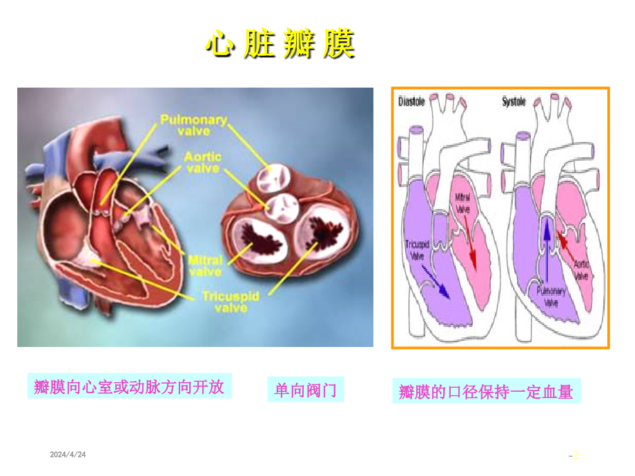 心脏瓣膜病教学课件_4_第2页