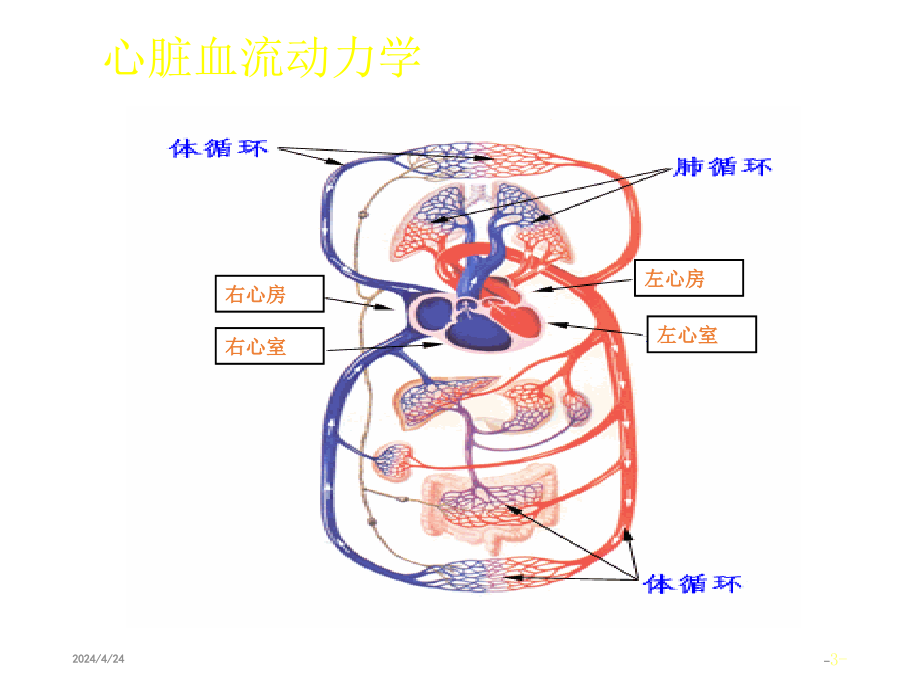 心脏瓣膜病教学课件_4_第3页