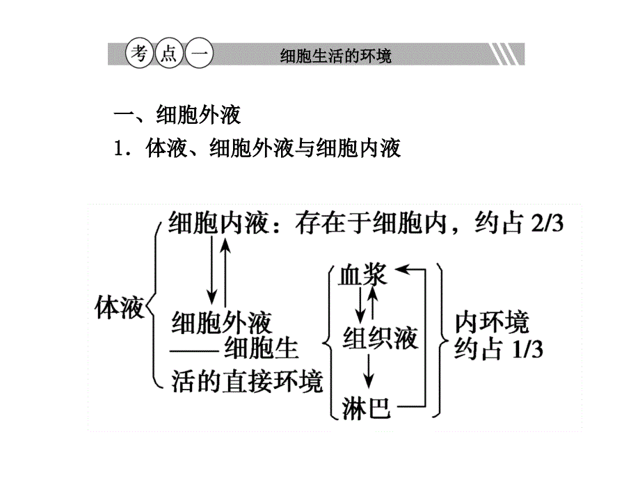 人教版教学课件生物高考复习内环境与稳态_第2页