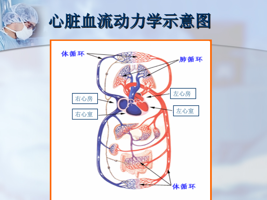 心脏瓣膜病教学课件_2_第3页