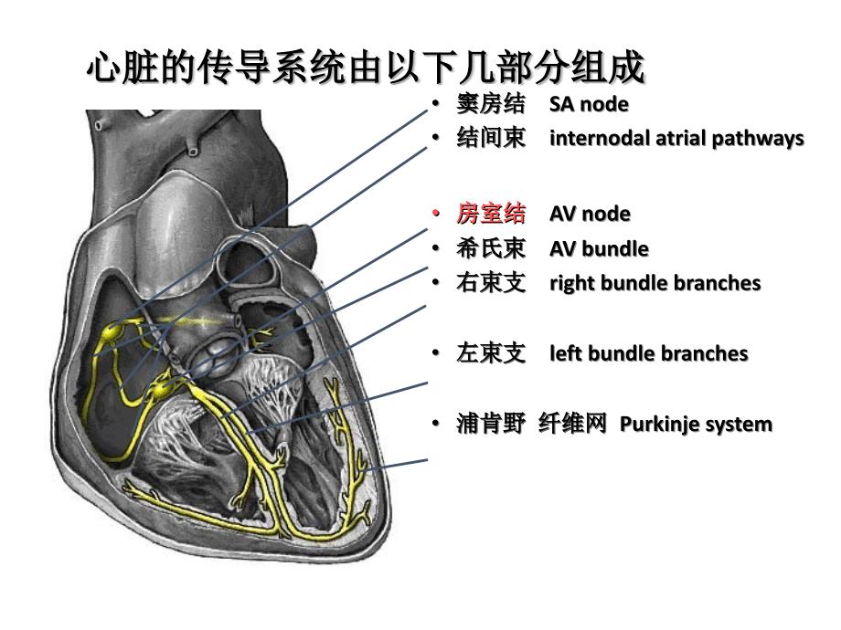 心电图基本知识31574ppt课件_第4页