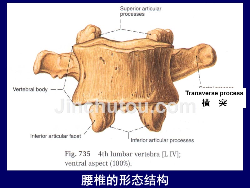 影像诊断脊柱区腰段断层解剖ppt课件_第3页