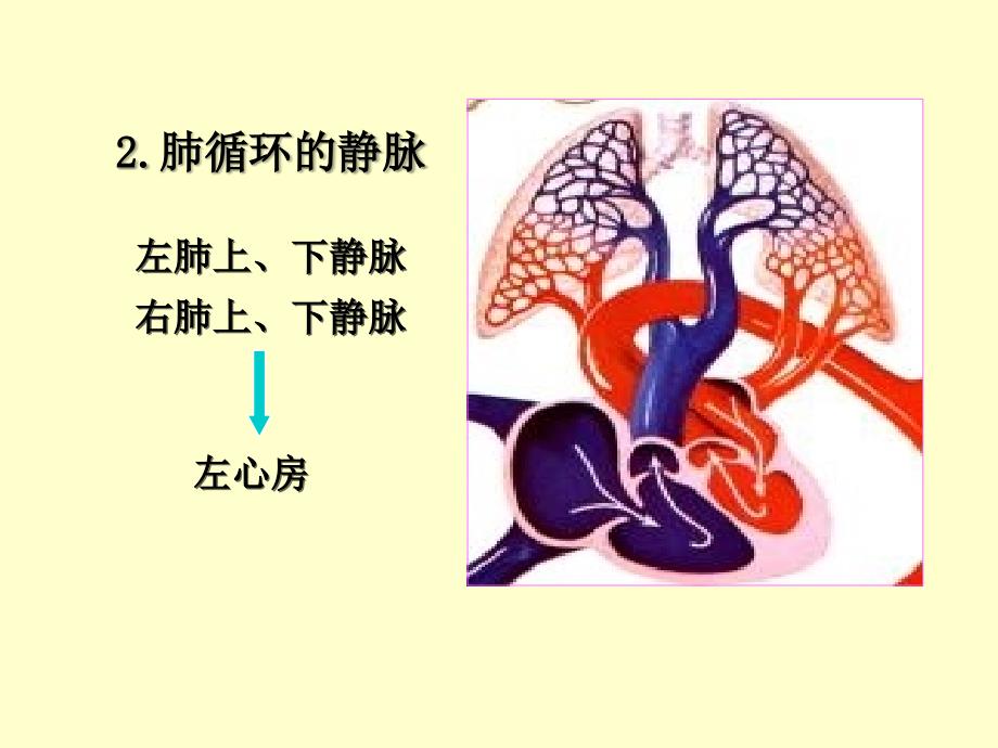 人体解剖学循环系统动、静脉、淋巴聂_第3页