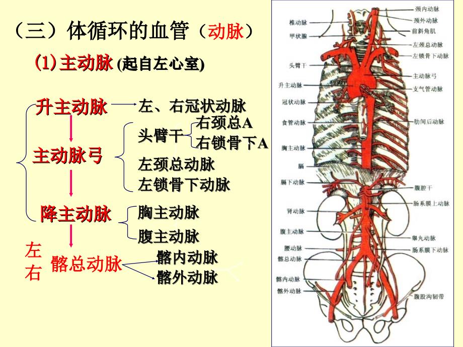 人体解剖学循环系统动、静脉、淋巴聂_第4页