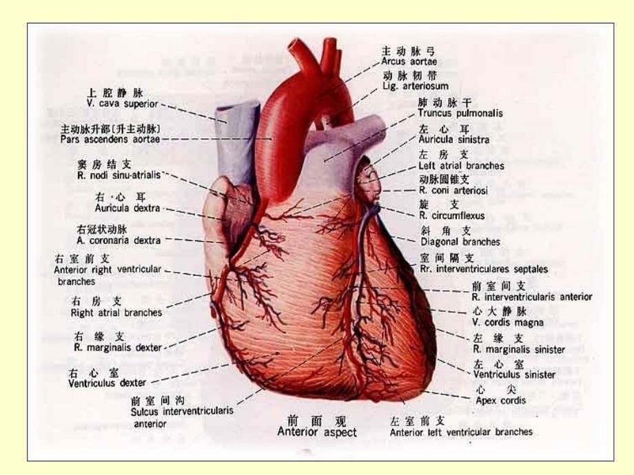 人体解剖学循环系统动、静脉、淋巴聂_第5页