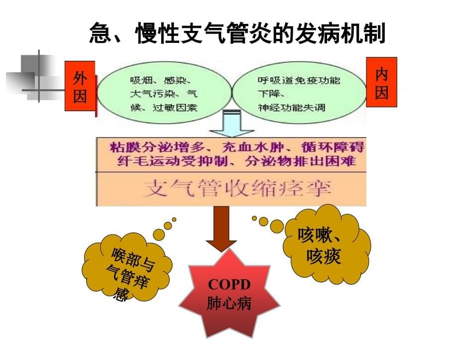 麻醉专业呼吸消化和子宫平滑肌ppt课件_第5页