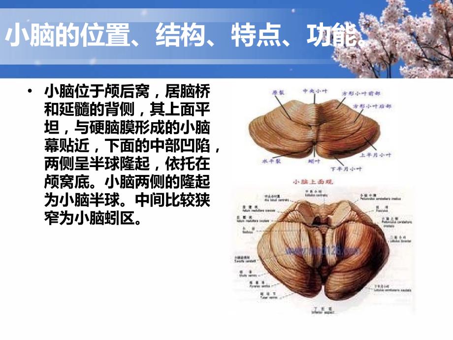 小脑出血ppt课件_第4页