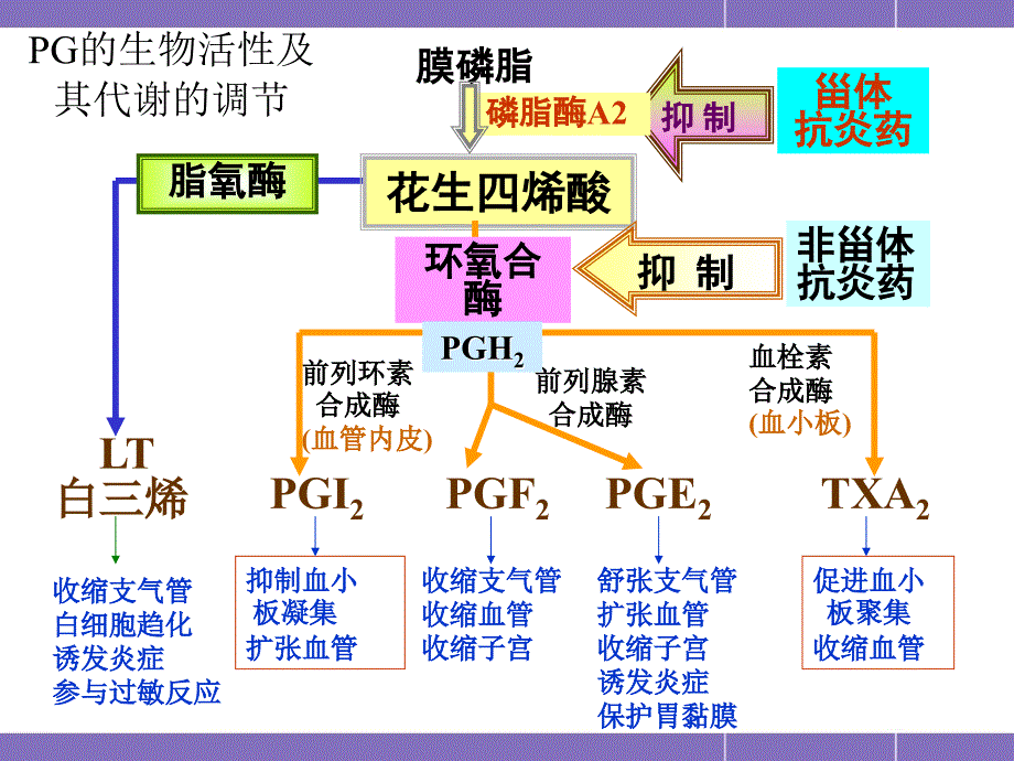 章解热镇痛药ppt课件_第4页