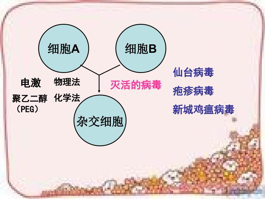 动物细胞工程----细胞融合与单克隆抗体_第4页