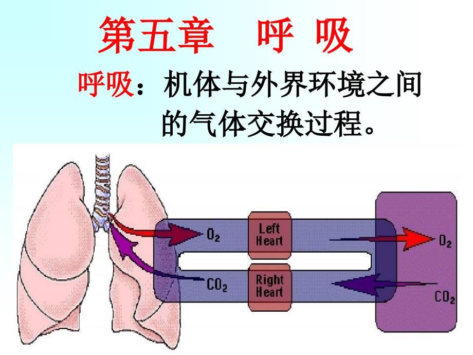 中职护理专业生理学呼吸 ppt课件_第1页