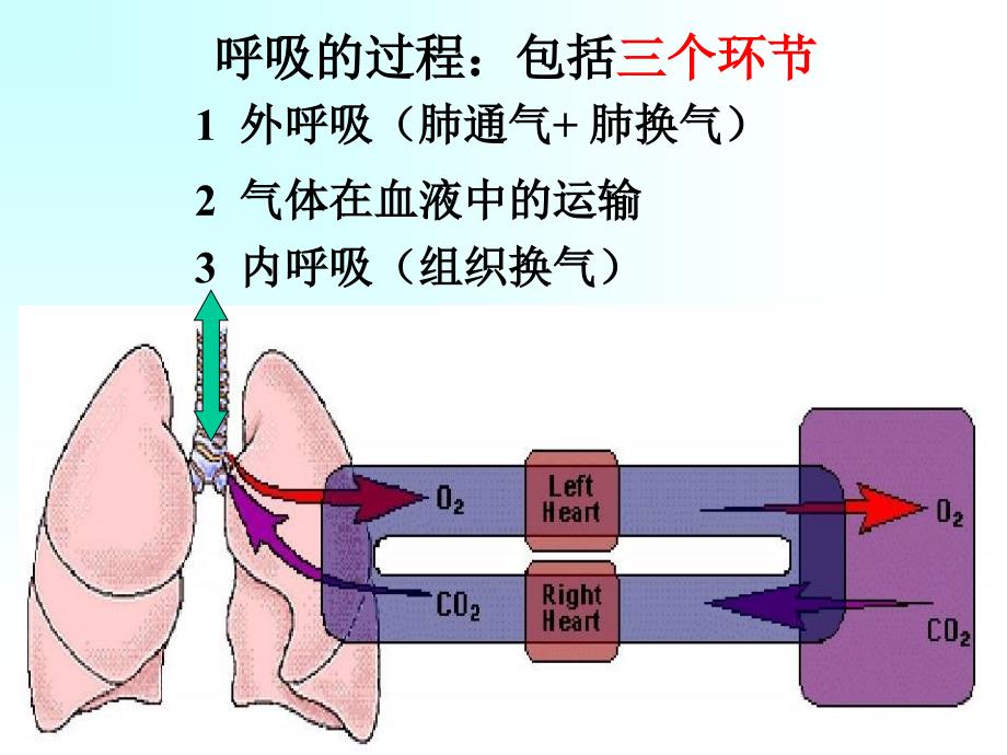 中职护理专业生理学呼吸 ppt课件_第2页