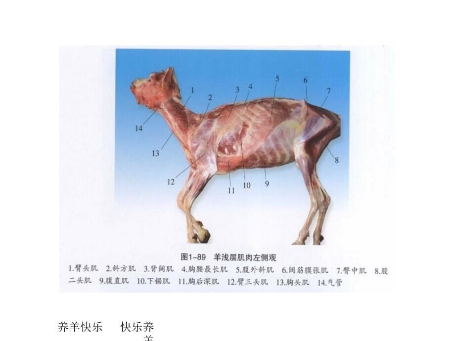 羊的生理结构和生理习性ppt课件(1)_第5页
