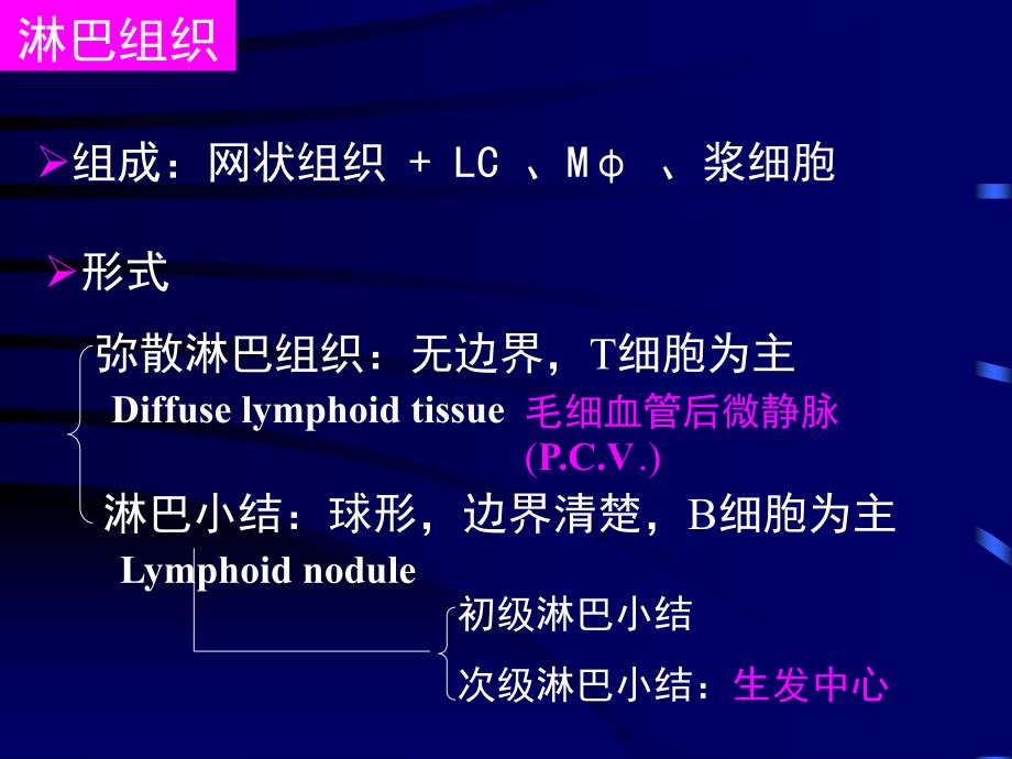 免疫系统组织胚胎学教学课件(1)_第3页