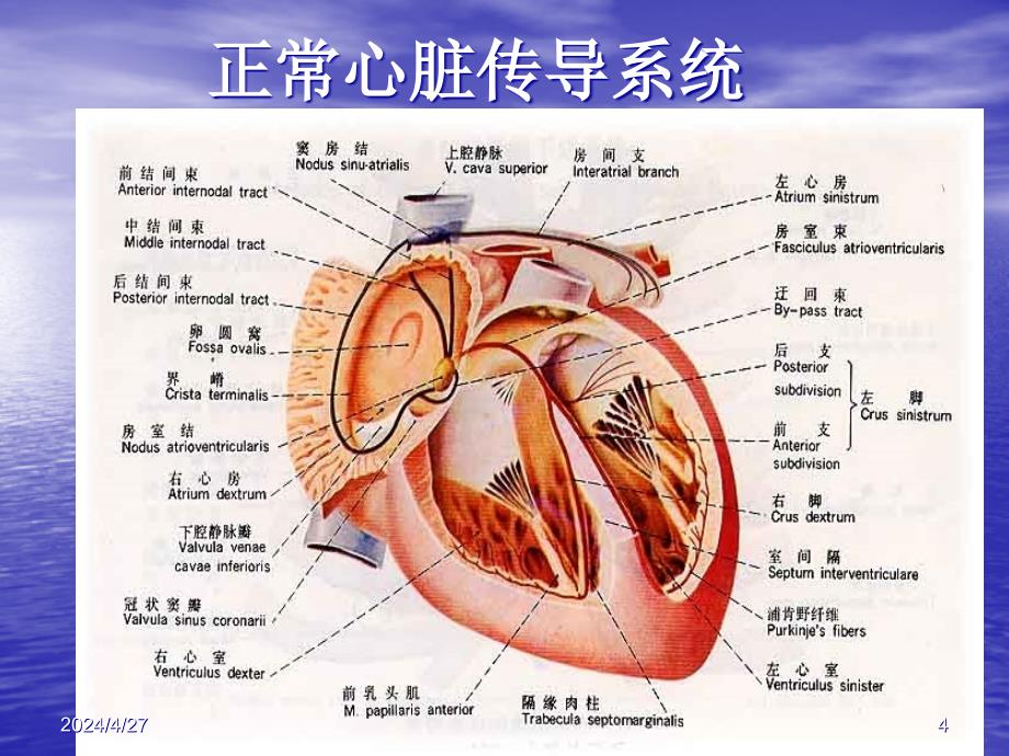 心电图课件16769幻灯片_第4页