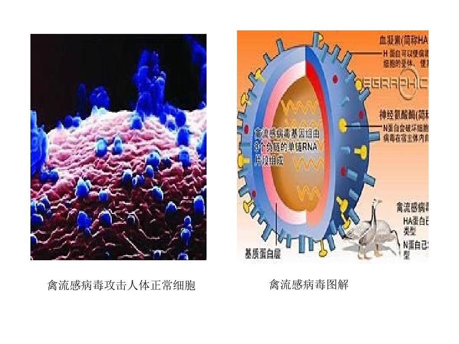 人感染高致病性禽流感_第4页