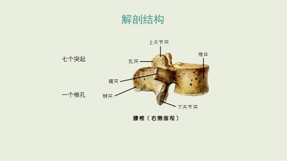 腰椎骨折护理查房ppt课件_第4页