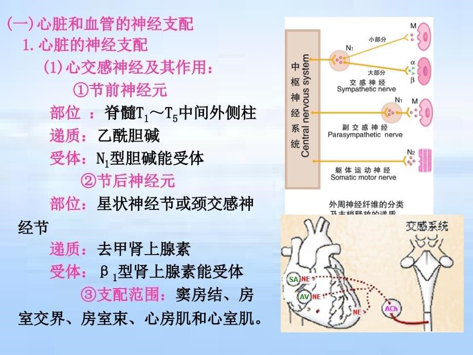 心血管活动调节（2010年9月修改）ppt课件_第5页