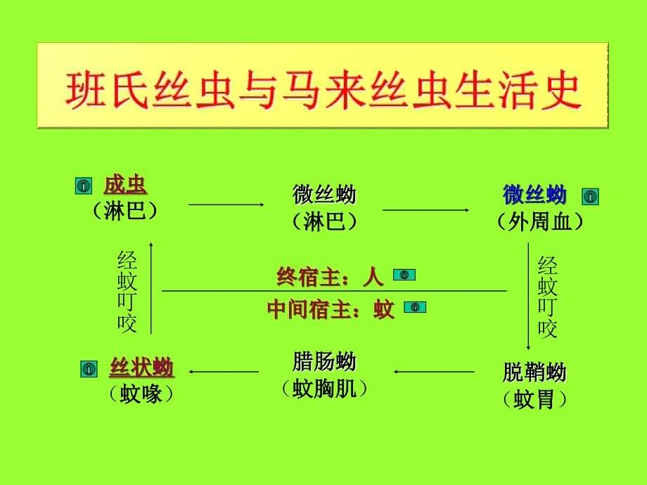 寄生虫课件丝虫_第5页