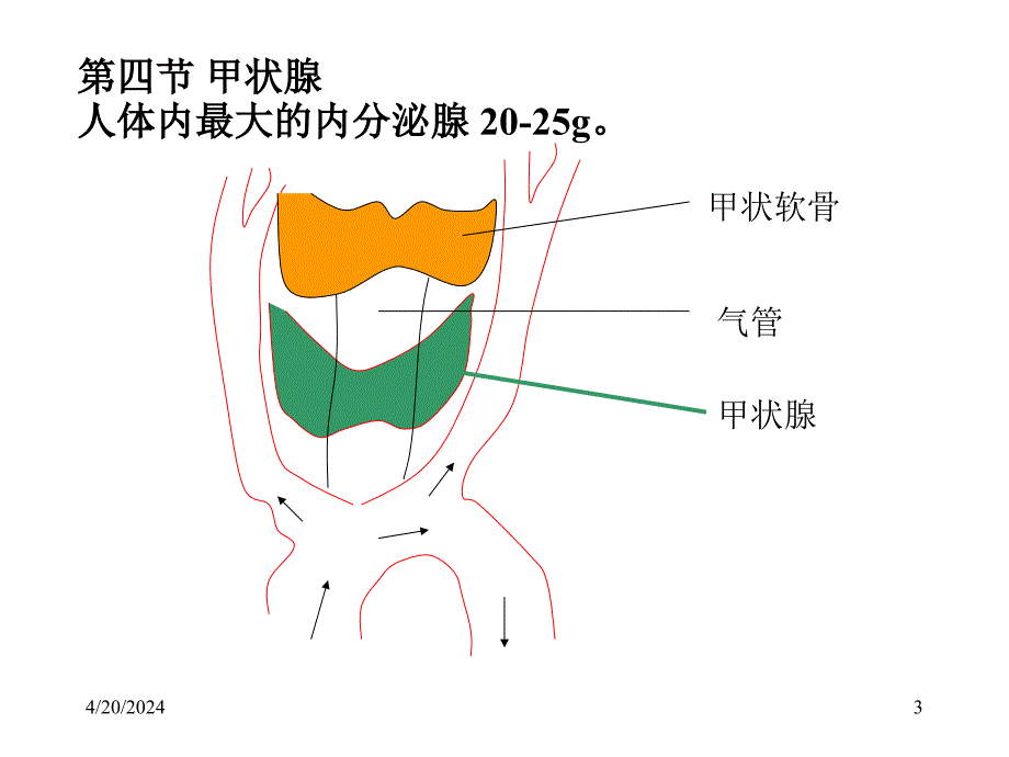 内分泌3甲状腺和甲状旁腺教学课件_第3页