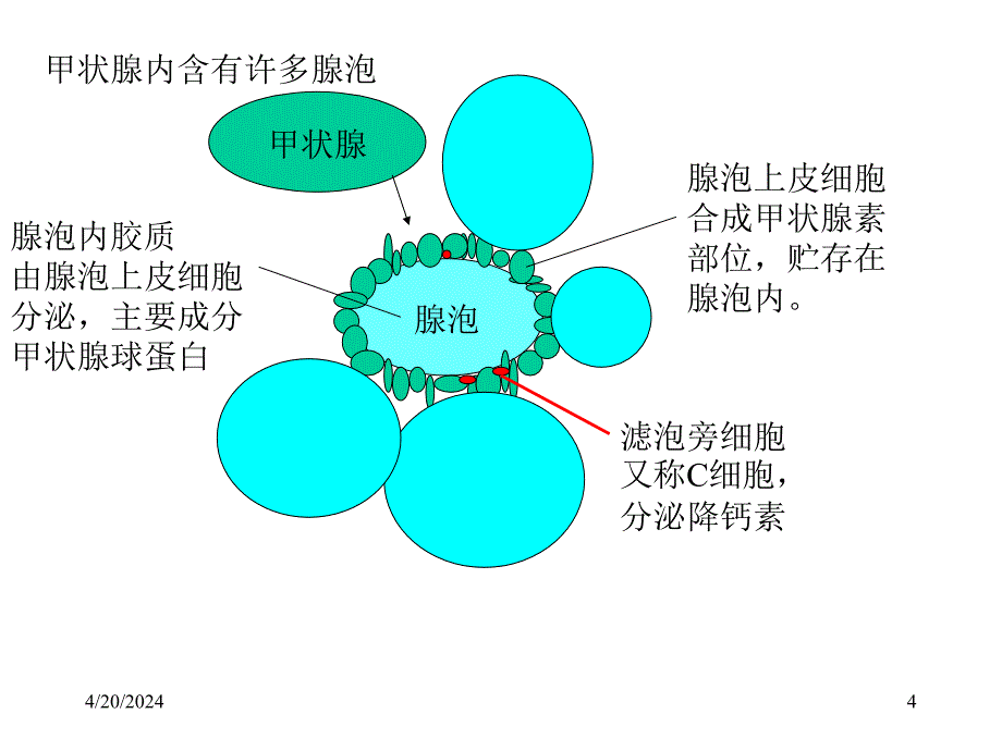 内分泌3甲状腺和甲状旁腺教学课件_第4页