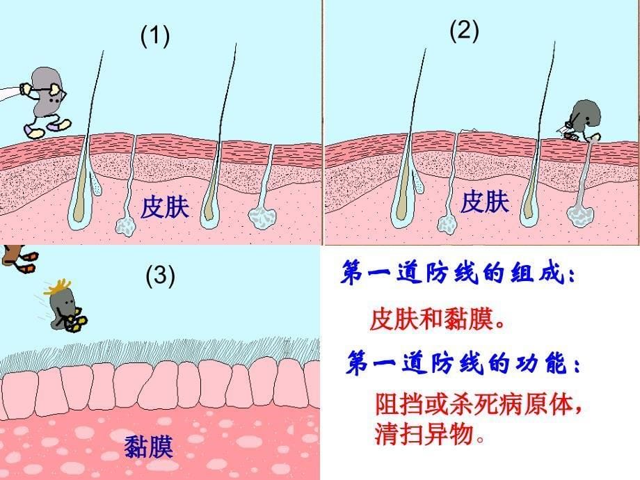 人教版八年级生物下册《免疫和计划免疫》_第5页