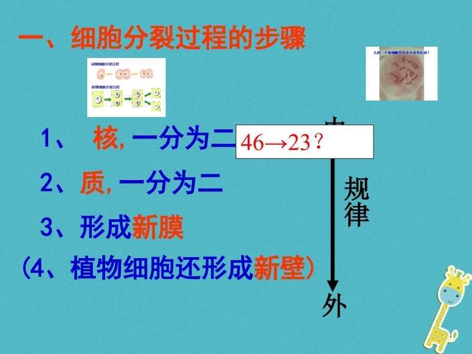 吉林省长春市七年级生物上册第二单元第二章第一节细胞通过分裂产生新细胞课件（新版）新人教版_第5页