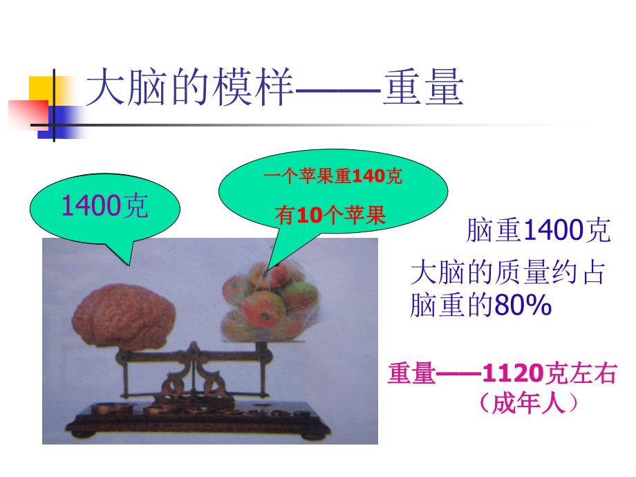 苏教版五年级下册科学《大脑》_第4页