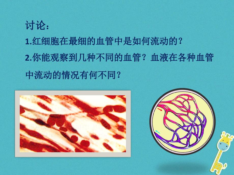 山东省惠民县七年级生物下册3.3.2《物质运输的器官》课件（新版）济南版_第4页