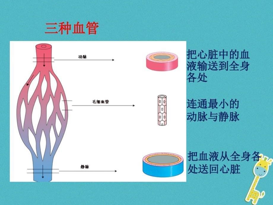 山东省惠民县七年级生物下册3.3.2《物质运输的器官》课件（新版）济南版_第5页