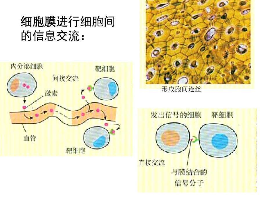 人教版高中生物必修一期末复习3-4_第4页