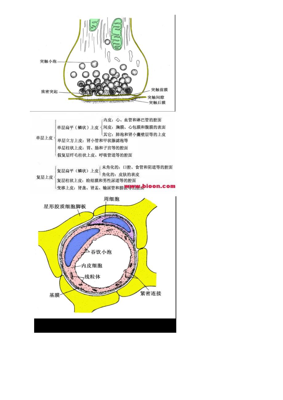 组织胚胎学复习_第4页