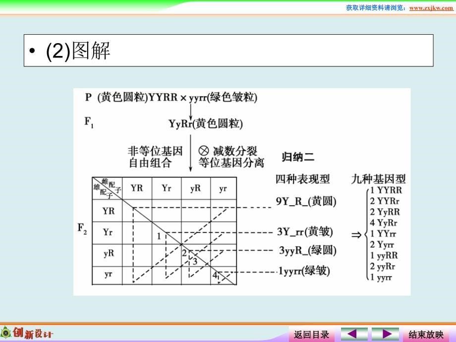 孟德尔的豌豆杂交实验（二）高中生物必修一一轮复习_第5页