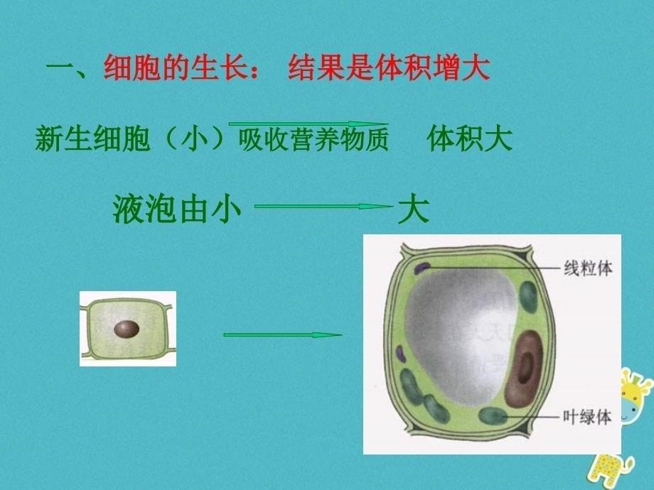 安徽省合肥市长丰县七年级生物上册2.2.1《细胞通过分裂产生新细胞》课件4（新版）新人教版_第5页